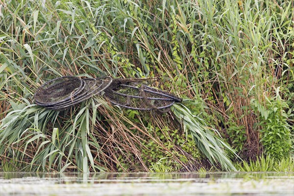 Fishing net placed on reeds at waters edge