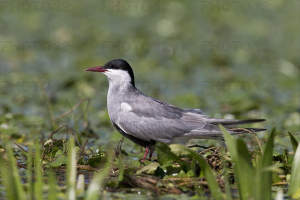 Whiskered Tern