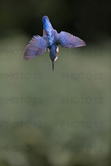 Common Kingfisher