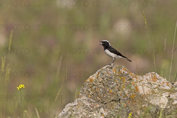 Pied Wheatear