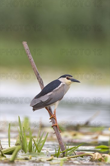 Black-Crowned Night Heron