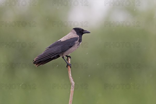 Hooded Crow