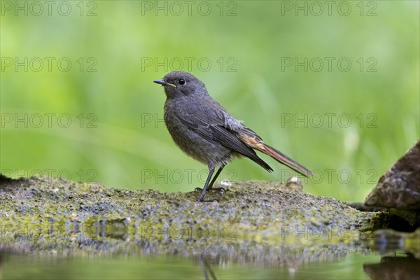 Black Redstart