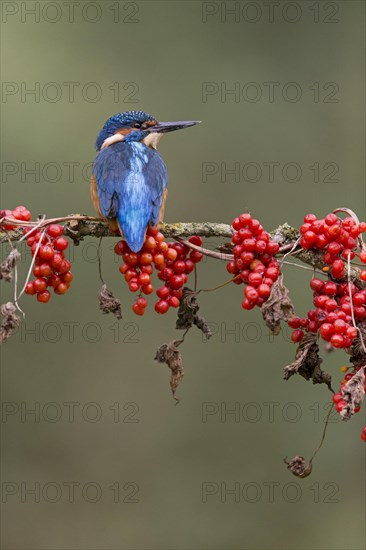 Common Kingfisher