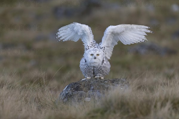 Snowy Owl