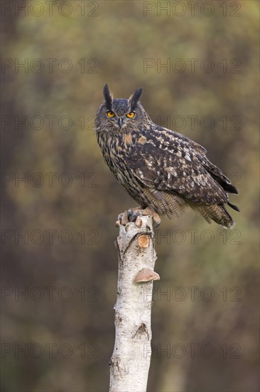 Eurasian Eagle Owl