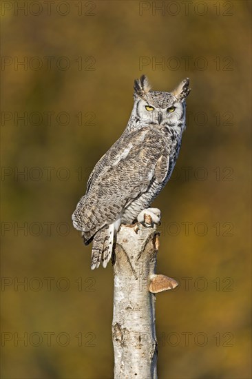 Great-Horned Owl