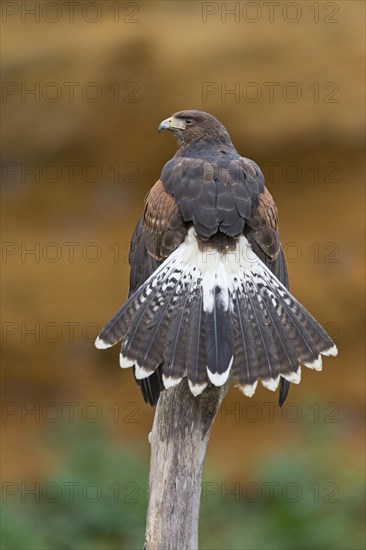 Harris' Hawk