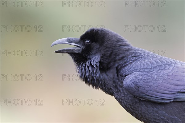 Common Raven