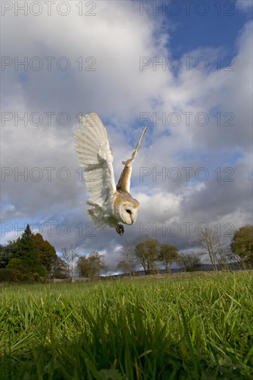 Barn Owl