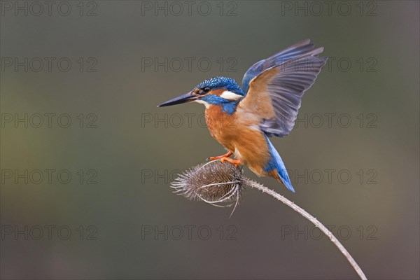 Common Kingfisher