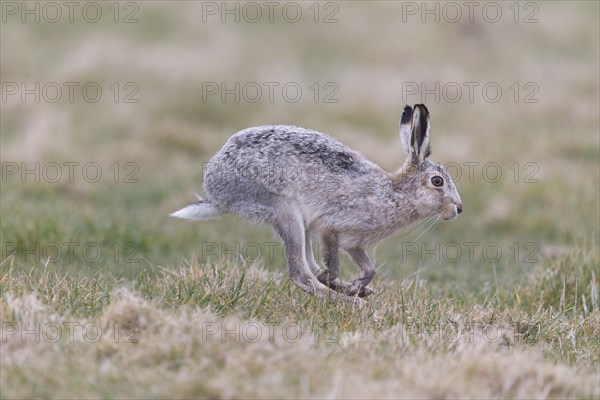 European Hare