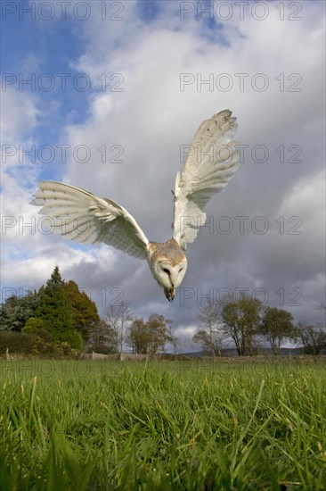 Barn Owl