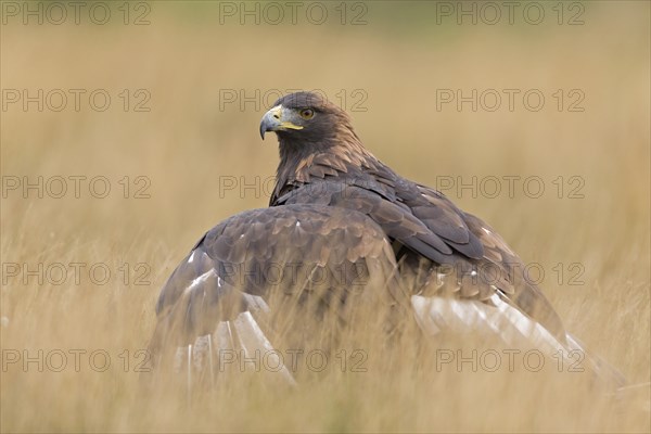 Golden Eagle