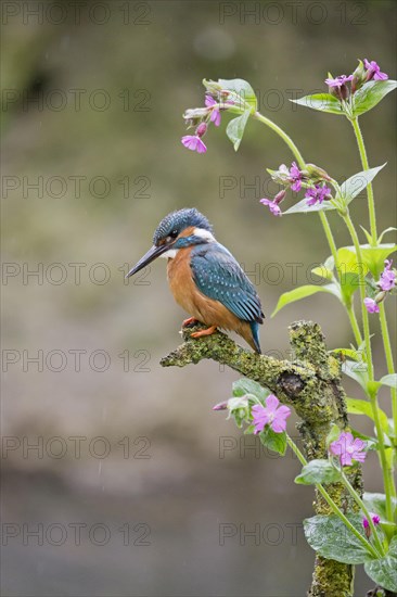 Common Kingfisher