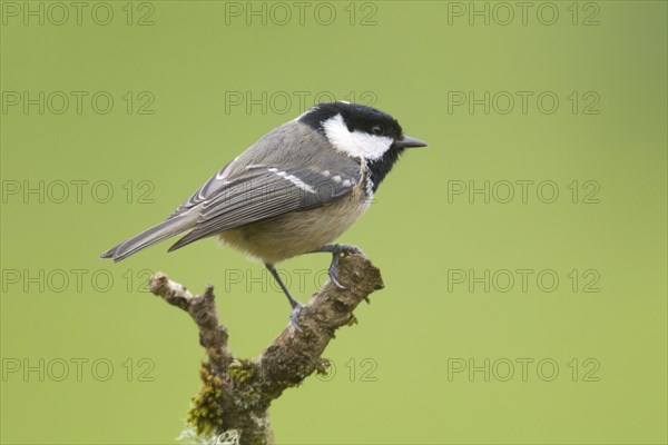 Coal Tit