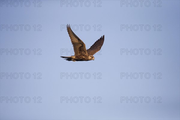 Saker Falcon