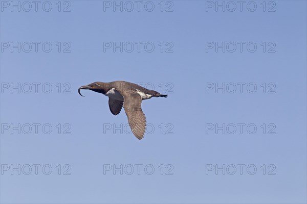 Common Guillemot