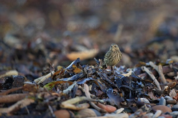 Rock Pipit