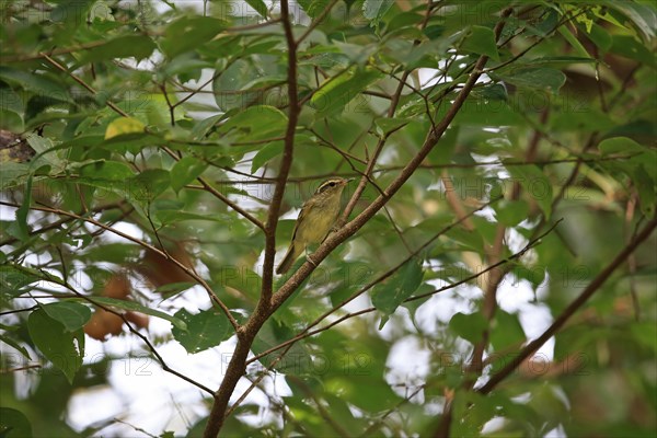 Large-billed Leaf Warbler
