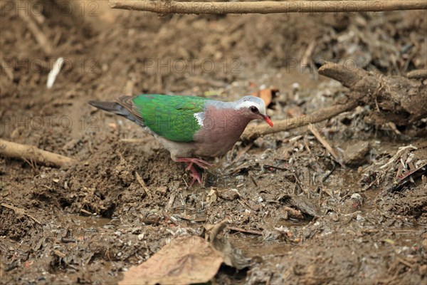 Emerald Dove