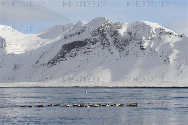 Common Eider