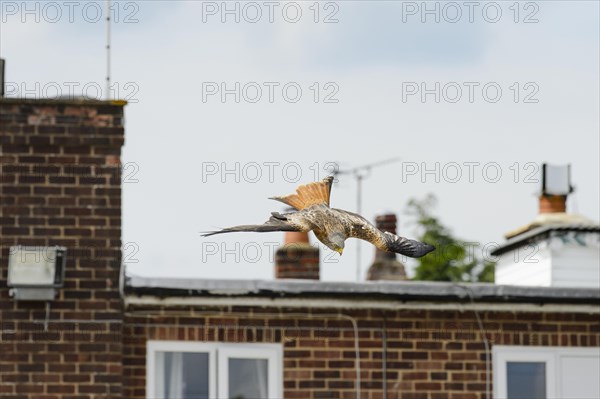 Red Kite