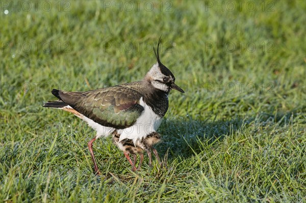 Northern Lapwing