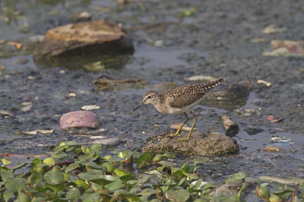 Wood Sandpiper