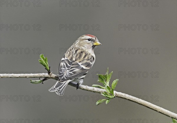 Lesser Redpoll