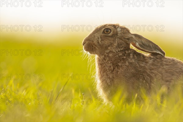 European Hare