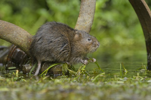 Water Vole