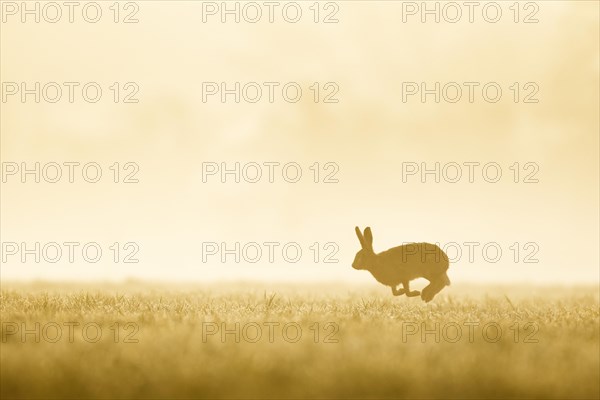 European Hare