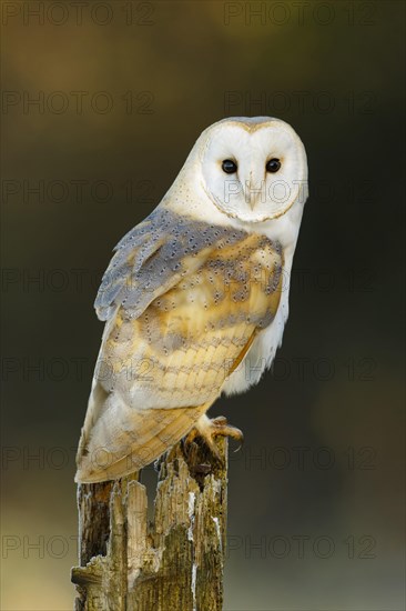 Barn Owl