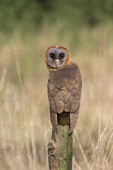 Ashy-Faced Owl