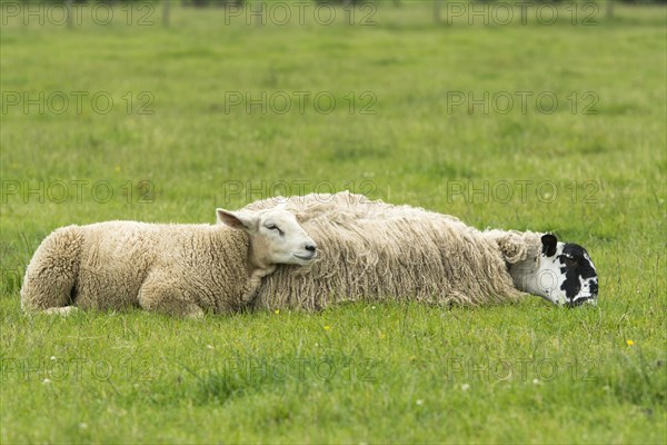 Mule ewe and lamb laid down in pasture to try and stop flies bothering them. Cumbria