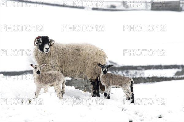 Swaledale ewes with mule lambs in snow Wensleydale