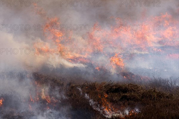 Heather burning on a Grouse Moor in the Yorkshire Dales