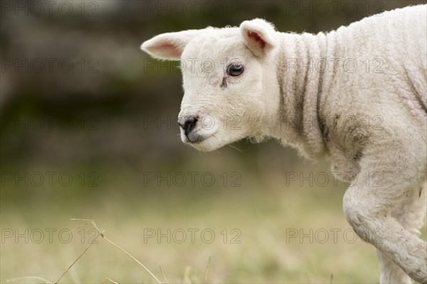 Alert Texel lambs out in pasture