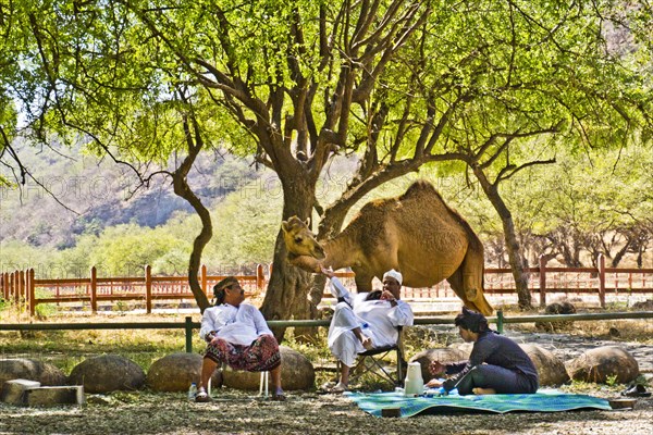 Picnic with camel visit in Wadi Darbat