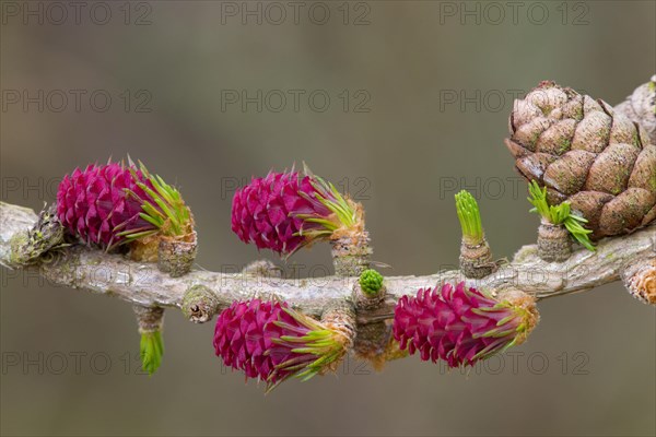 European Larch