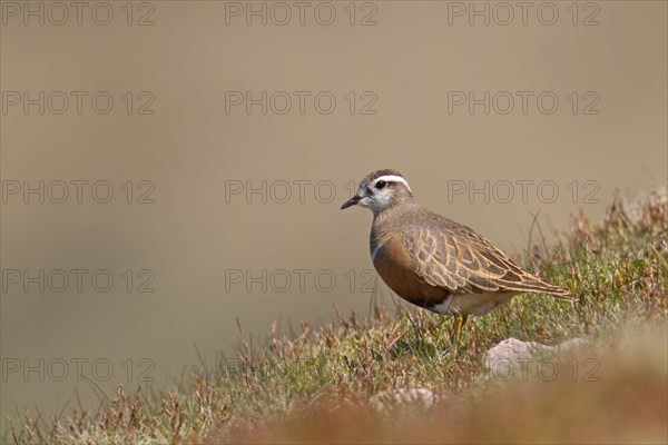 Adult male Dotterel