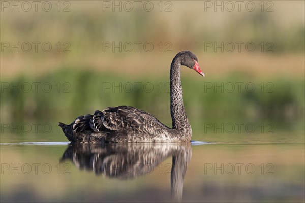 Black Swan