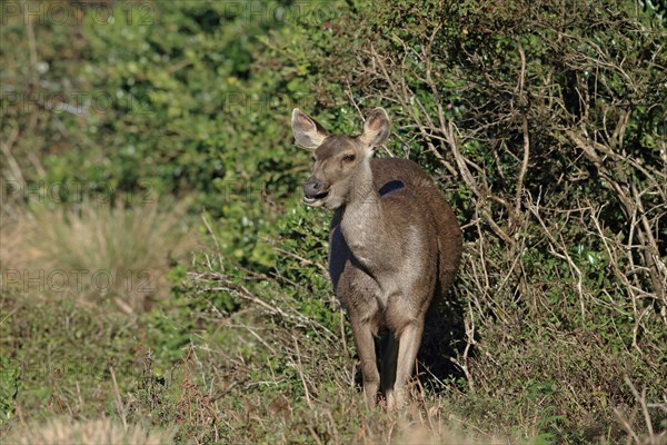 Sambar