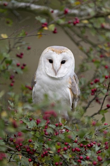 Barn Owl