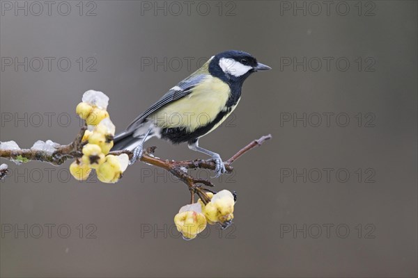 Great Tit