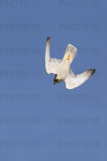 Lanner Falcon