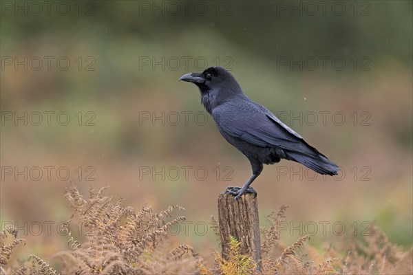 Common Raven