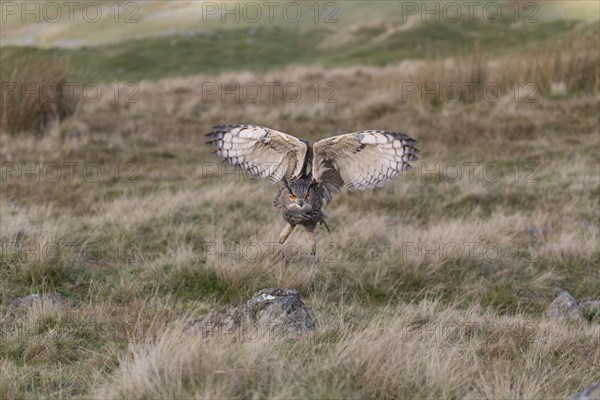 Eurasian Eagle Owl