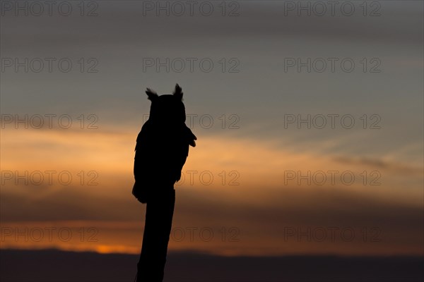 Great-Horned Owl